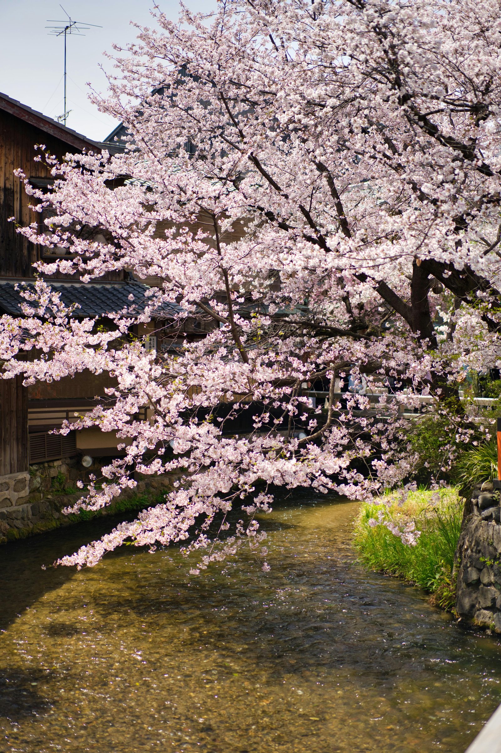 Cherry blossoms in Kyoto